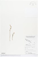 登錄號:BS04687藏品圖，第1張