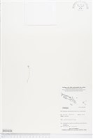 登錄號:BS04688藏品圖，第1張