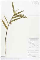 登錄號:BS04693藏品圖，第1張