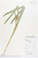 登錄號:BS04696藏品圖，第1張