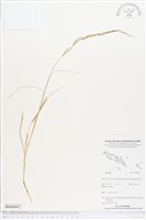 登錄號:BS04697藏品圖，第1張