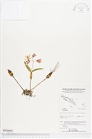 登錄號:BS04699藏品圖，第1張