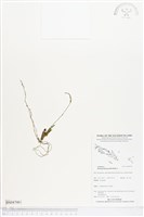 登錄號:BS04700藏品圖，第1張