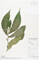 登錄號:BS04701藏品圖，第1張