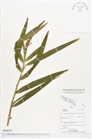 登錄號:BS04707藏品圖，第1張