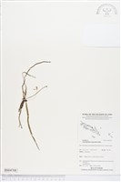 登錄號:BS04708藏品圖，第1張