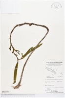 登錄號:BS04709藏品圖，第1張