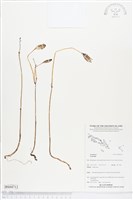 登錄號:BS04712藏品圖，第1張