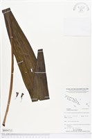 登錄號:BS04713藏品圖，第1張