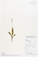 登錄號:BS04715藏品圖，第1張