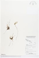 登錄號:BS04716藏品圖，第1張