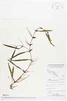 登錄號:BS04721藏品圖，第1張