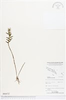 登錄號:BS04722藏品圖，第1張