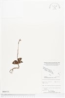 登錄號:BS04723藏品圖，第1張