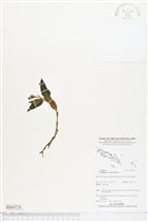 登錄號:BS04724藏品圖，第1張