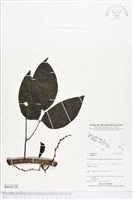 登錄號:BS04728藏品圖，第1張