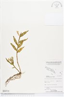 登錄號:BS04729藏品圖，第1張