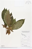 登錄號:BS04731藏品圖，第1張