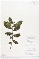 登錄號:BS04732藏品圖，第1張