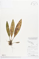 登錄號:BS04733藏品圖，第1張