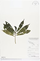 登錄號:BS04734藏品圖，第1張