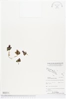 登錄號:BS04737藏品圖，第1張