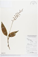 登錄號:BS04738藏品圖，第1張