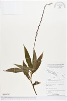 登錄號:BS04741藏品圖，第1張