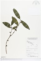 登錄號:BS04744藏品圖，第1張