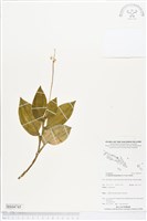 登錄號:BS04745藏品圖，第1張