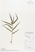 登錄號:BS04746藏品圖，第1張