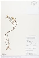 登錄號:BS04747藏品圖，第1張