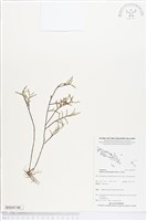 登錄號:BS04748藏品圖，第1張