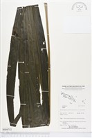 登錄號:BS04752藏品圖，第1張