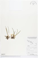 登錄號:BS04753藏品圖，第1張