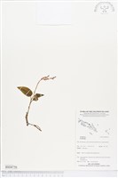 登錄號:BS04756藏品圖，第1張