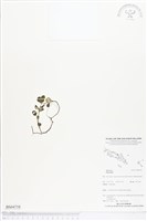 登錄號:BS04758藏品圖，第1張