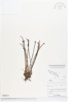 登錄號:BS04761藏品圖，第1張