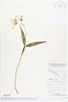 登錄號:BS04762藏品圖，第1張