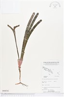 登錄號:BS04763藏品圖，第1張