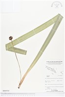 登錄號:BS04765藏品圖，第1張