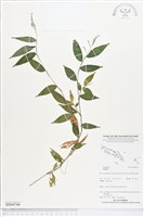 登錄號:BS04766藏品圖，第1張