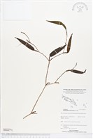 登錄號:BS04771藏品圖，第1張