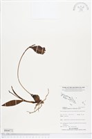 登錄號:BS04772藏品圖，第1張