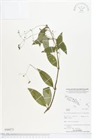 登錄號:BS04773藏品圖，第1張