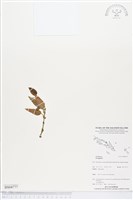 登錄號:BS04777藏品圖，第1張