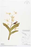 登錄號:BS04781藏品圖，第1張