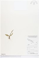 登錄號:BS04782藏品圖，第1張