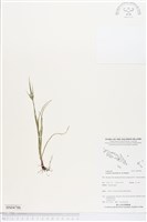 磚子苗藏品圖，第1張