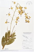 登錄號:BS04788藏品圖，第1張